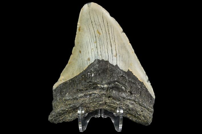 Fossil Megalodon Tooth - North Carolina #108963